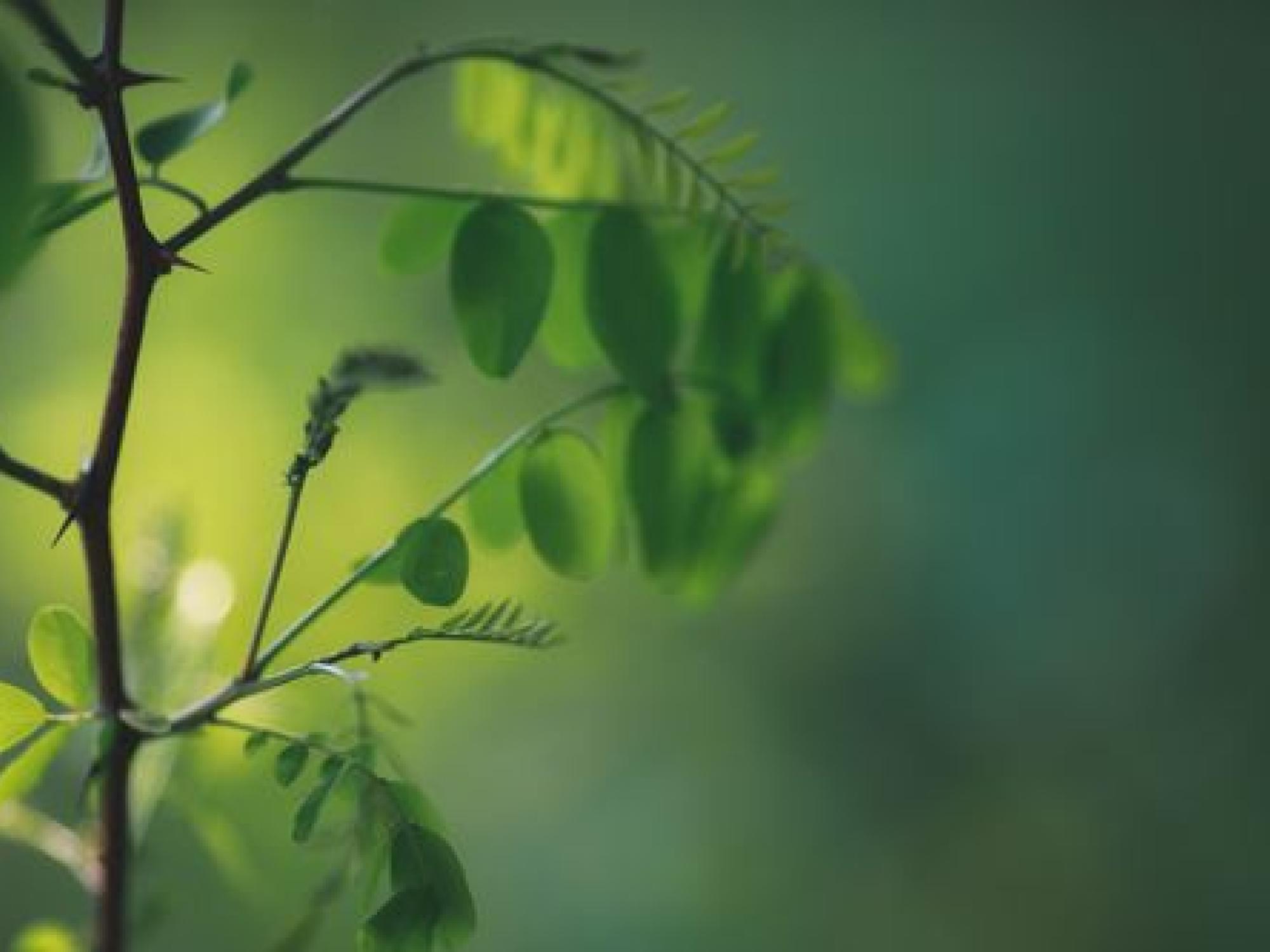 some blurry green leaves